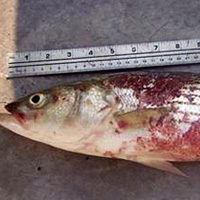 striped bass listing