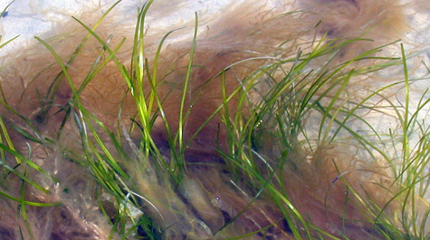 Algae study