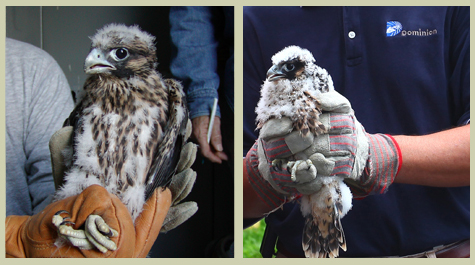 Falcons