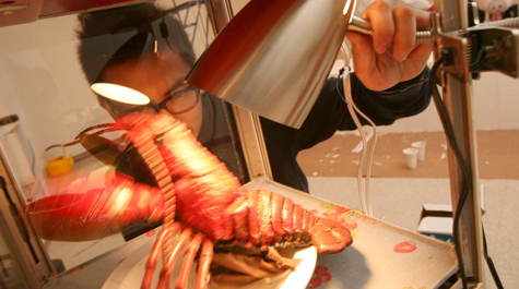 Leaping lobster