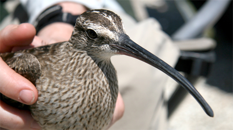 Long-billed, long-legged, far-flying