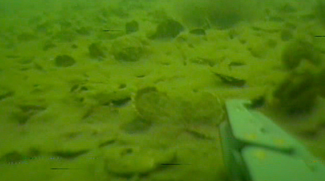 Shorter  Reefs