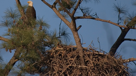 Eagle's nest