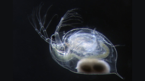 Water fleas