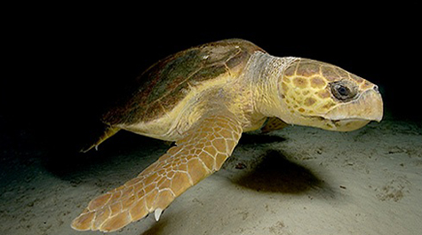 Loggerheads