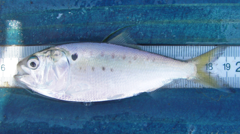 Menhaden