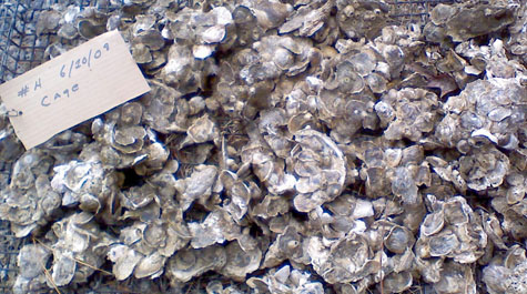Impact on oysters