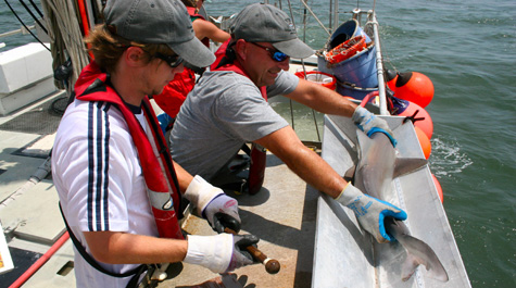 Shark research