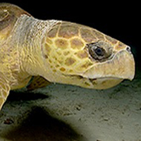 loggerheadlisting