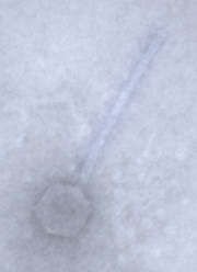 CrimD shows the characteristic long tail of its phenotype