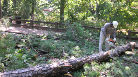 Fallen tree