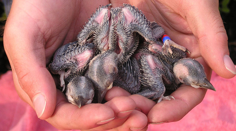 Handful of hope