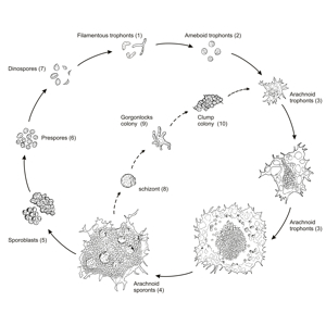 The complex life cycle of Hematodinium in the blue crab.