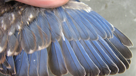 Male bluebird