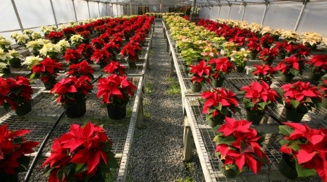 Greenhouse Poinsettias