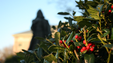 American Holly