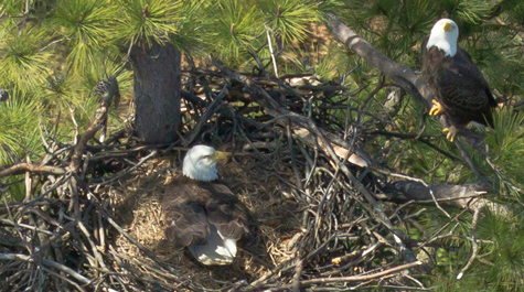 Eagle parenting