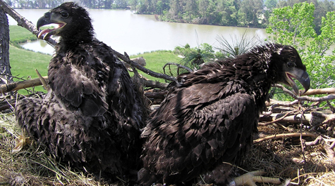 Pair of chicks