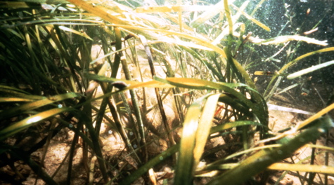 Vegetation