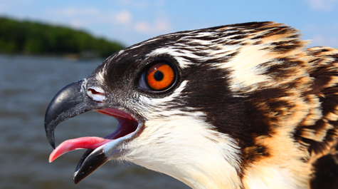 Aquatic raptor