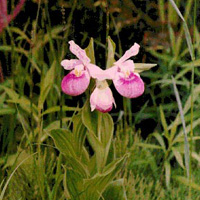 A pink Lady's Slipper