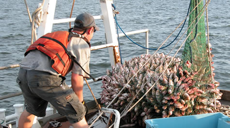 Trawl Net