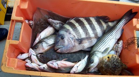 Fish diversity