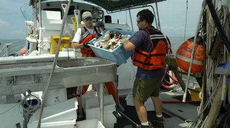Sorting the catch