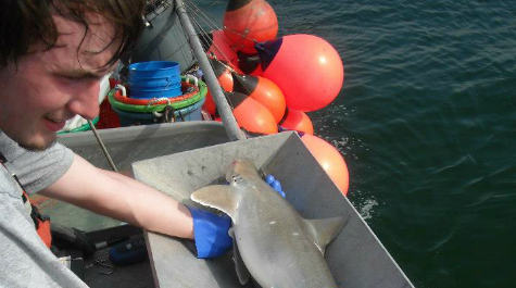 Shark survey