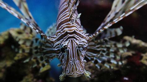 Reef madness