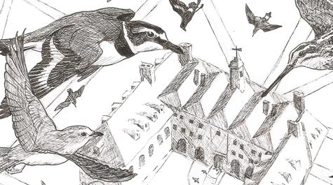Flocking to William & 玛丽