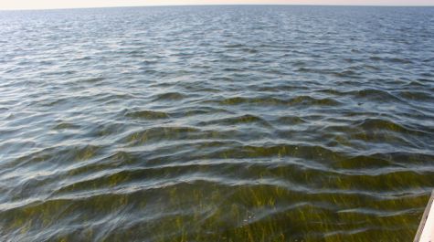 Eelgrass meadow