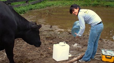 Field sampling