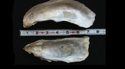 Oyster shells