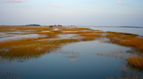Wetlands