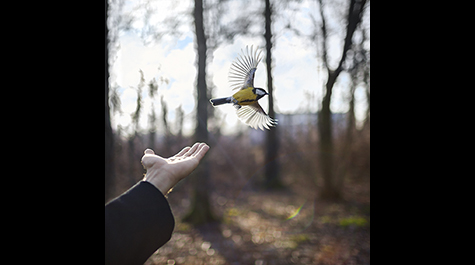 "The Goldfinch," by Cig Harvey