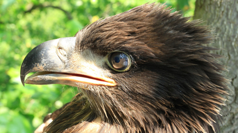 A pretty young chick