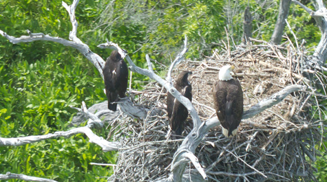 Where eagles meet