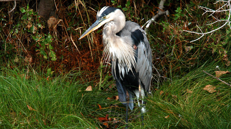 Bay-region herons
