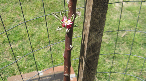 Already in flower