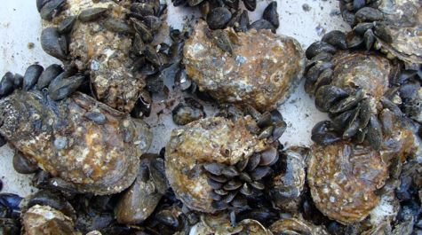 Oysters and Mussels