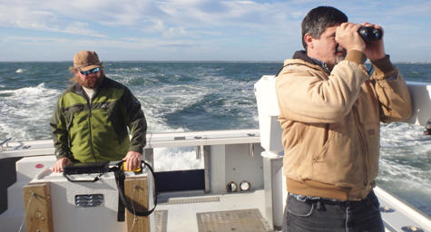 Looking for seabirds