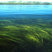 eelgrass200