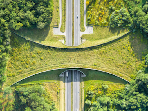 Wildlife crossing