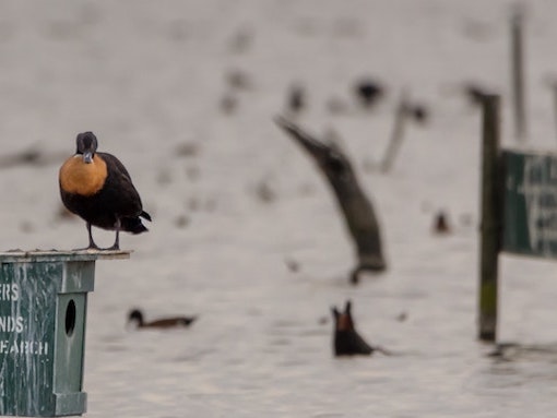 Birds in wildlife refuge
