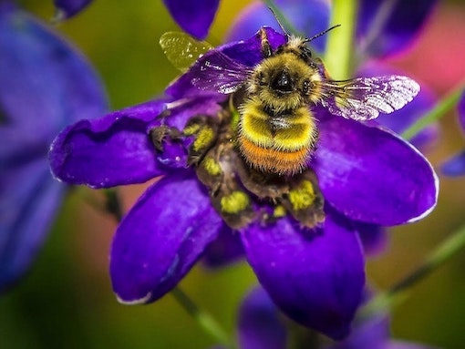 Bee on flower