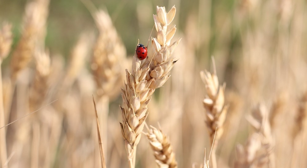 Ladybug on wheat