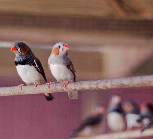 Zebra Finches in Aviary