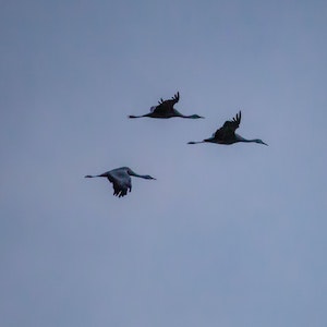 Cranes flying
