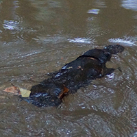 platypus_200.jpg